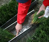 畳の和らぎや やる気はない。一生懸命もやっていない?