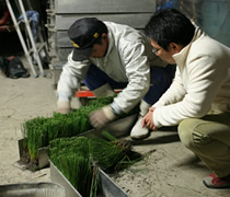 畳の和らぎや 機械植えの準備は夜遅くまで